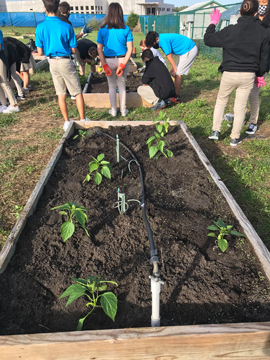 6th grade students in the garden