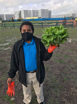 lettuce from the garden
