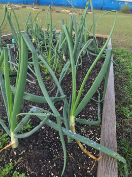 onions from the garden